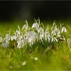 Frühling, wie bist Du so schön...