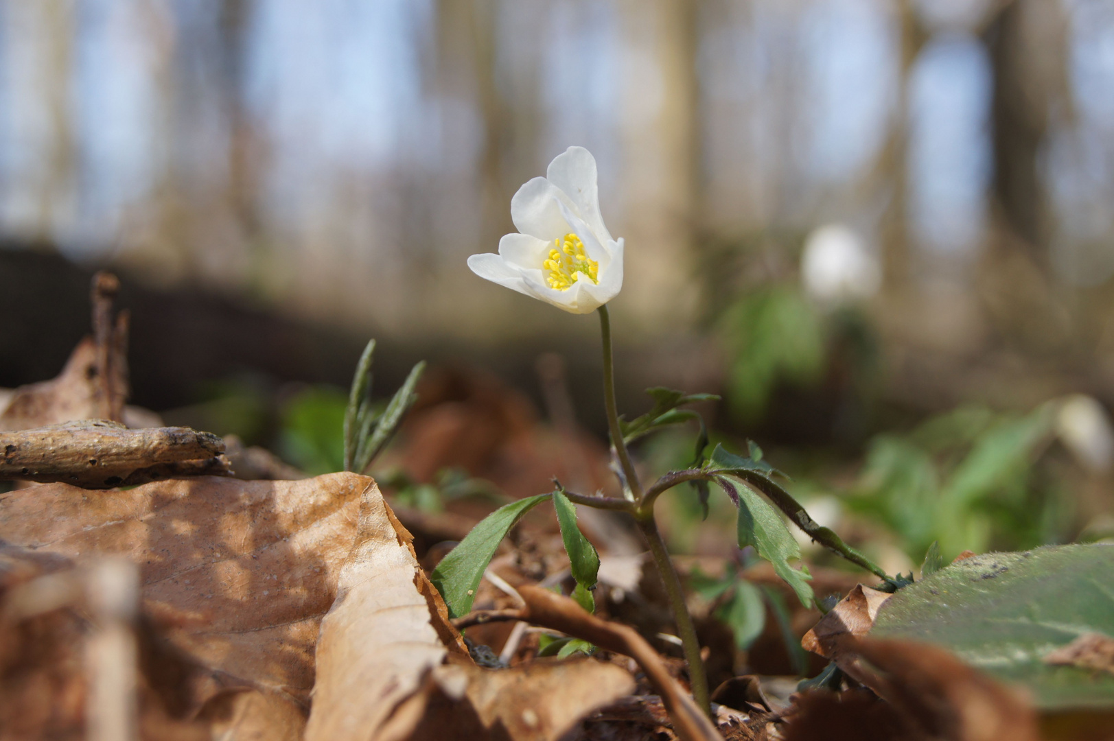 Frühling - wie herrlich!