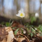 Frühling - wie herrlich!