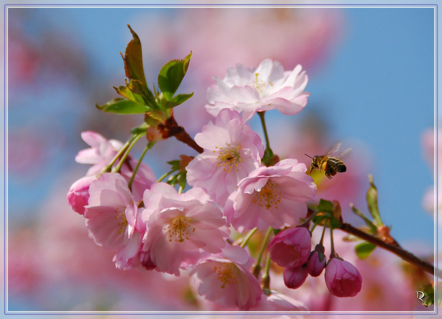 Frühling wie wir ihn lieben