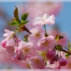 Frühling wie wir ihn lieben