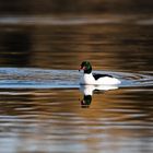 Frühling Wild duck