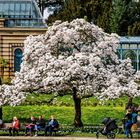 Frühling - Wilhelma in Stuttgart -