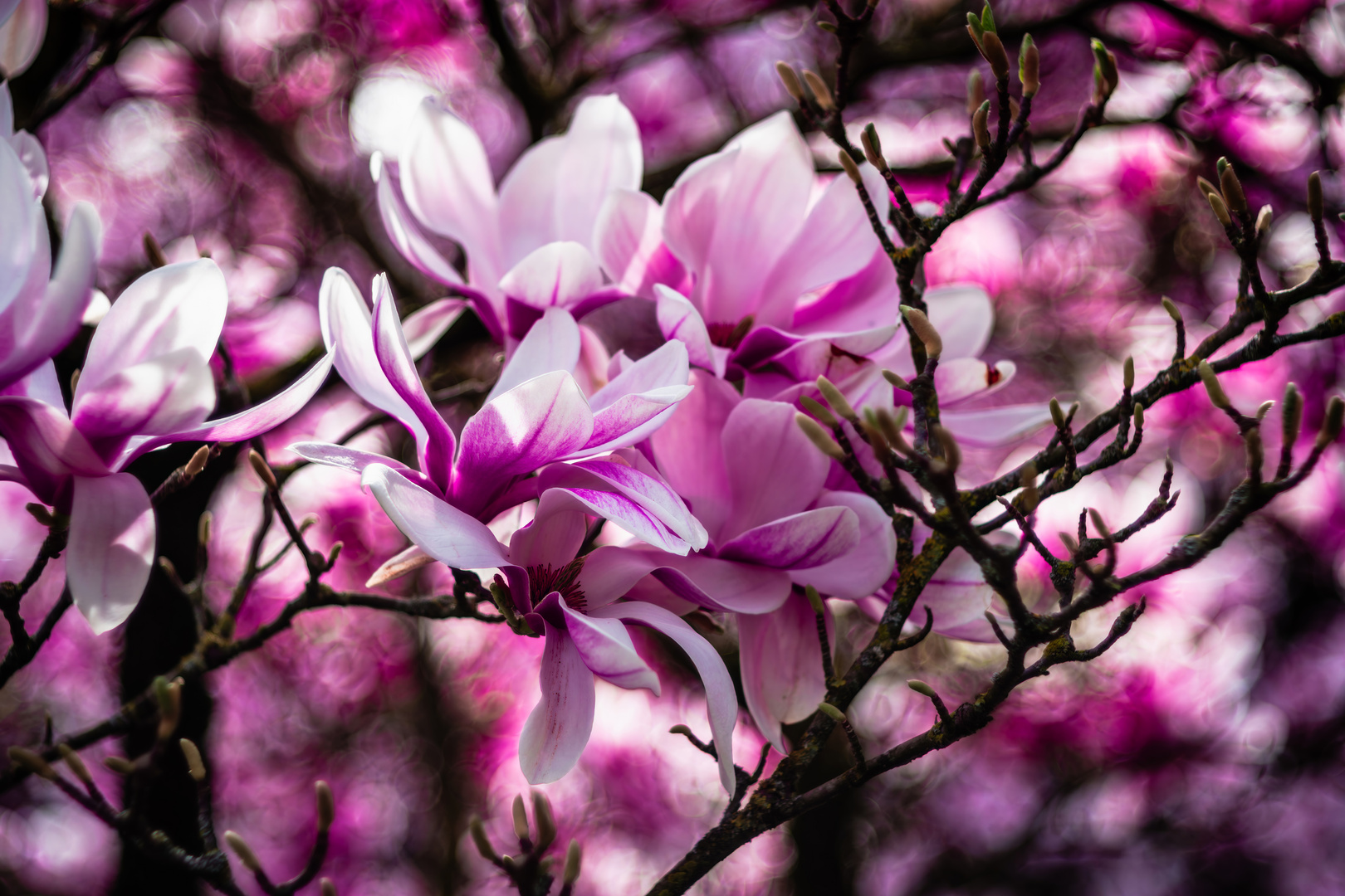 Frühling - Wilhelma Stuttgart - Magnolie