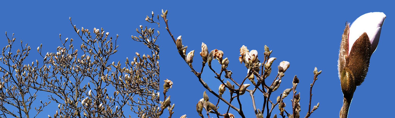 Frühling will nun einmarschieren