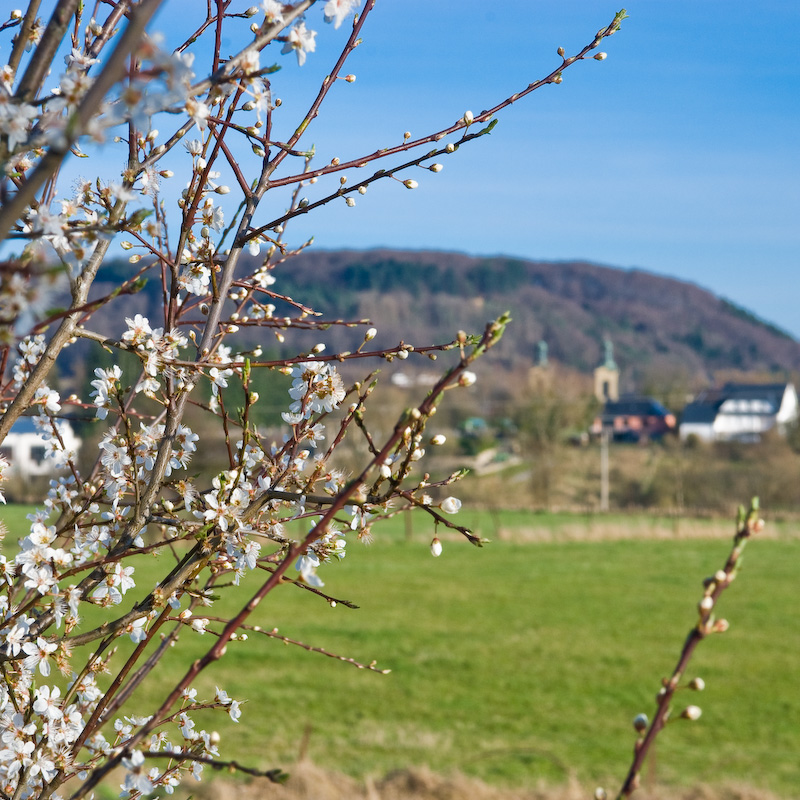 Frühling will nun einmarschiern