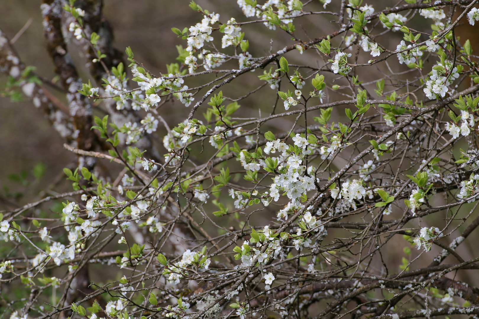 Frühling willkommen ;)