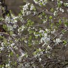 Frühling willkommen ;)