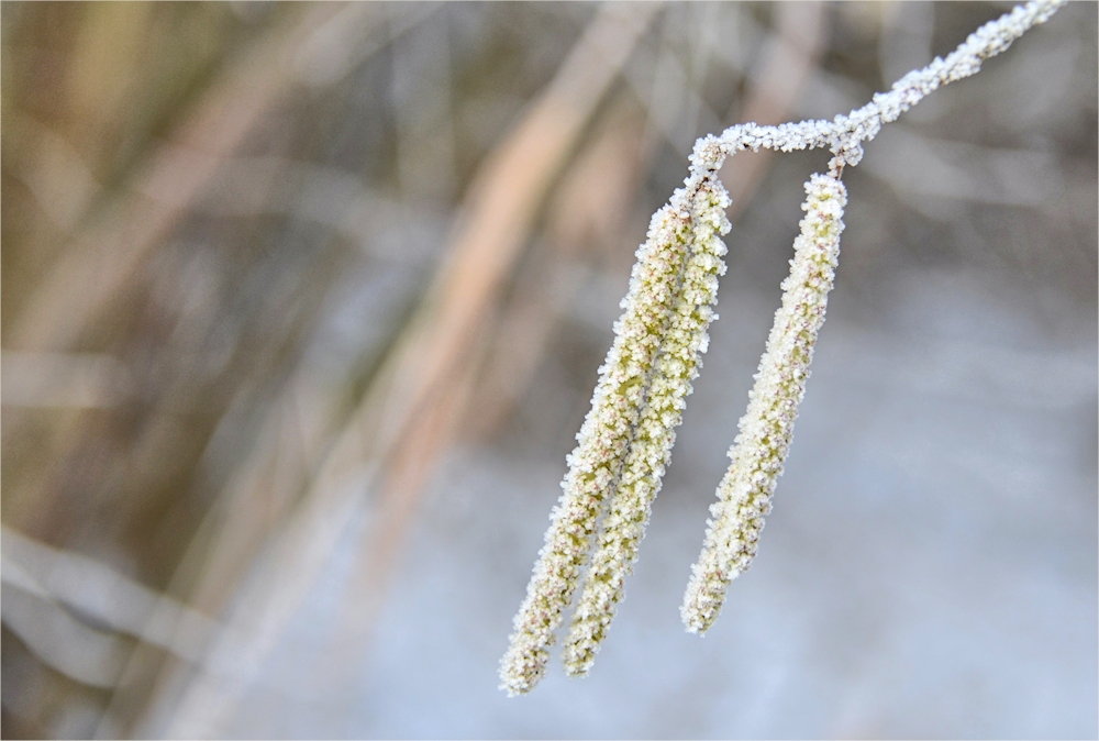 Frühling + Winter