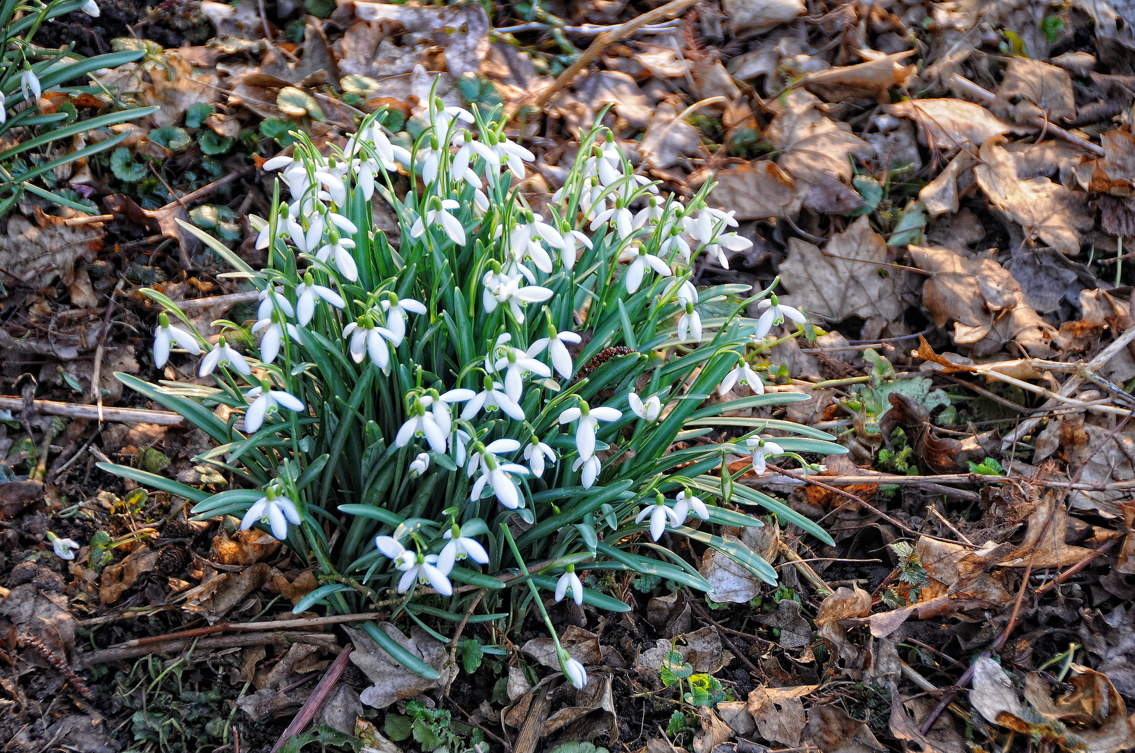 Frühling, wir kommen !!