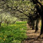 ..frühling wir kommen..