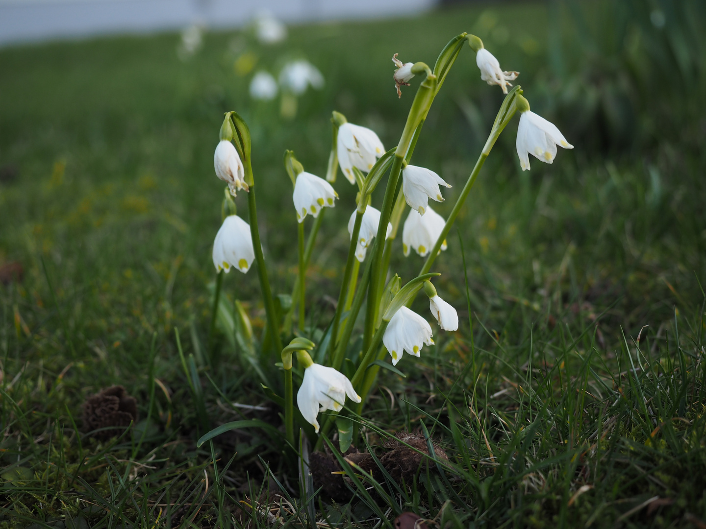 Frühling wir kommen !!