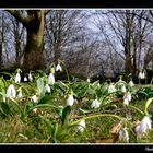 Frühling wird eingeläutet...