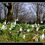 Frühling wird eingeläutet...