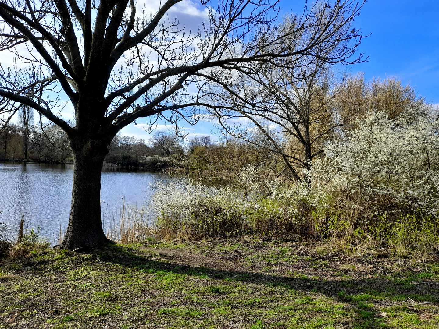 Frühling wird es