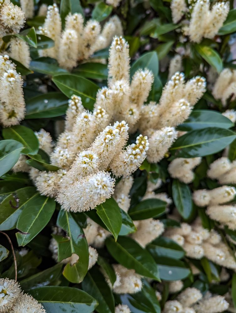 Frühling wird es