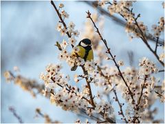 frühling wird es....