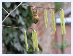 Frühling wird es allerorten ...