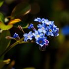 Frühling wird es im Garten