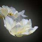 Frühling wird es im Garten