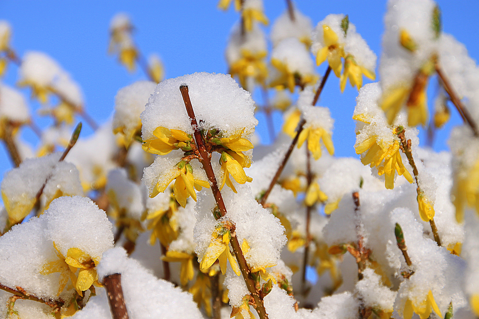 Frühling wird es nun bald