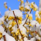 Frühling wird es nun bald