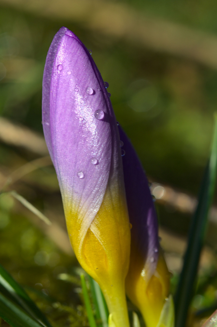 Frühling wird kommen!