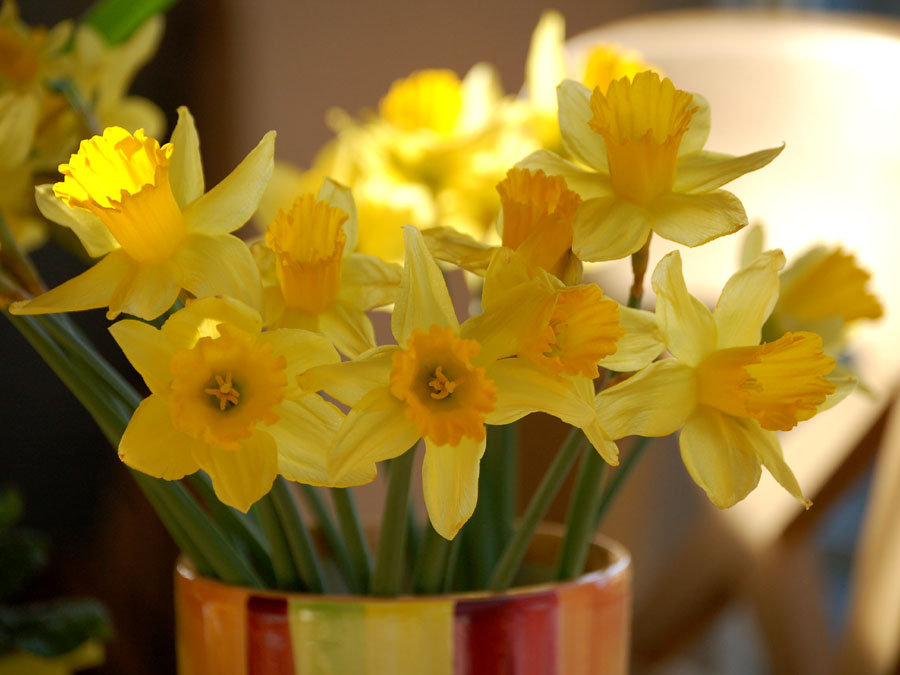 Frühling - wird Zeit das er kommt...