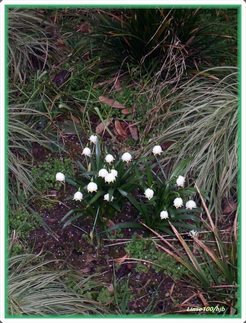 Frühling wird´s