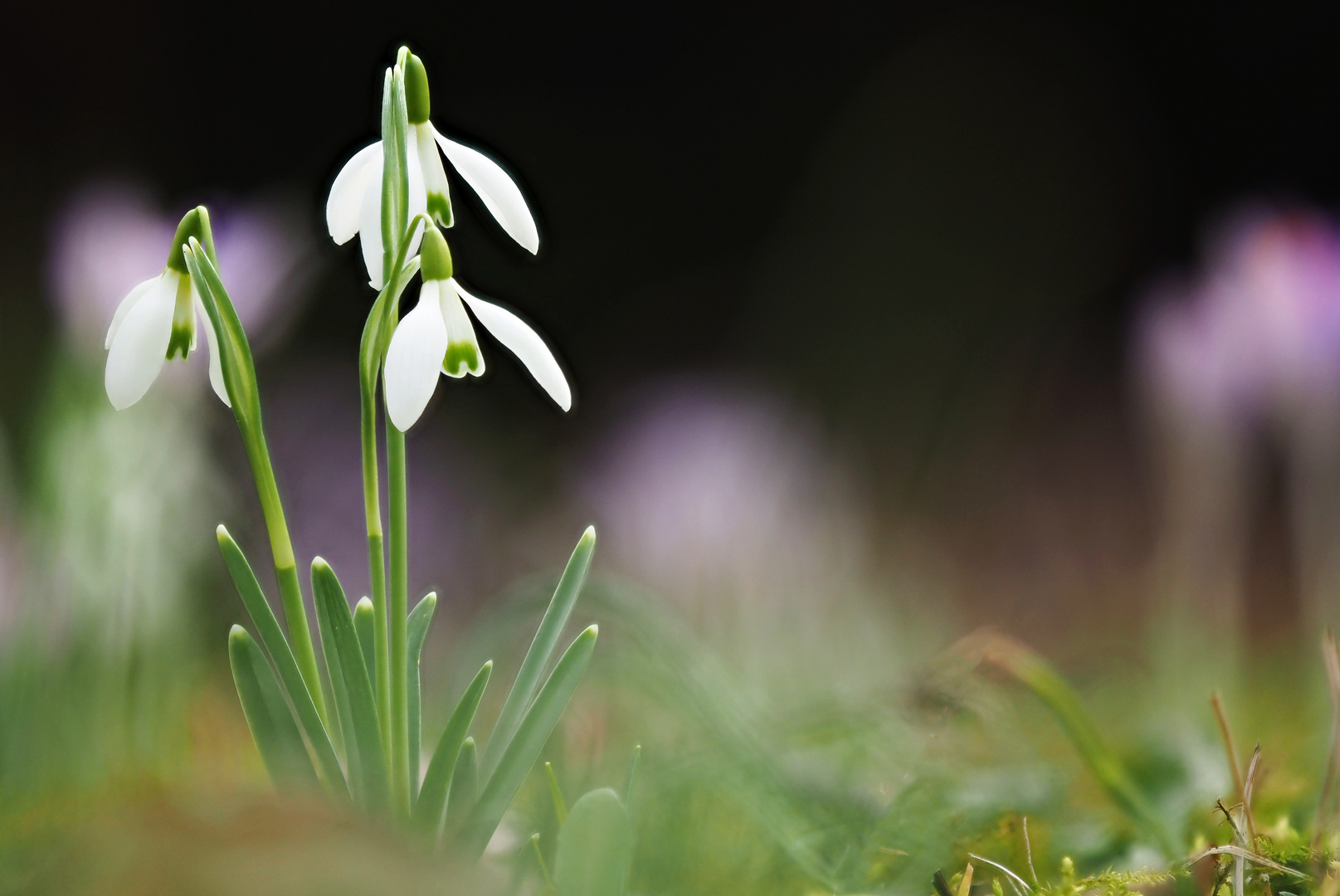 Frühling wirds!