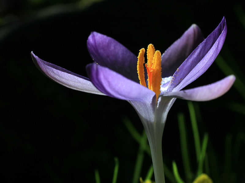 Frühling wirds...