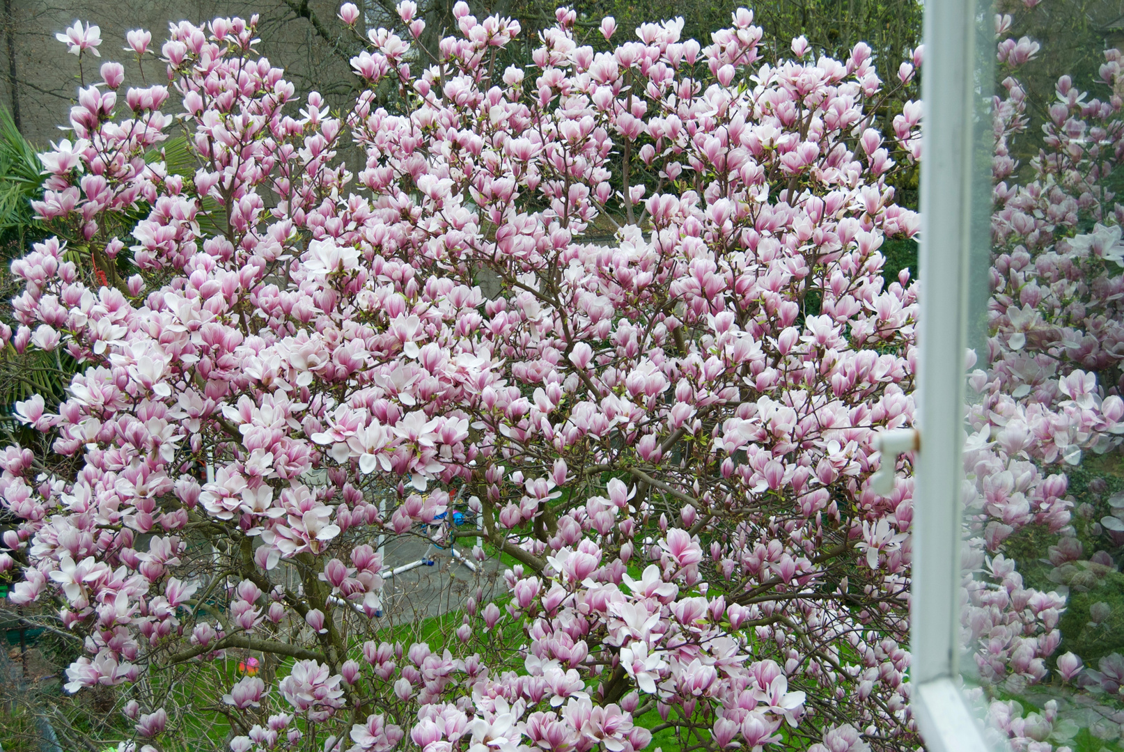 Frühling wird's