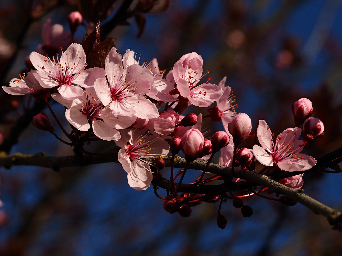 Frühling wird´s ....