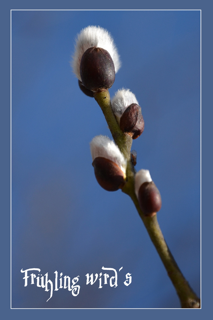 Frühling wird´s...