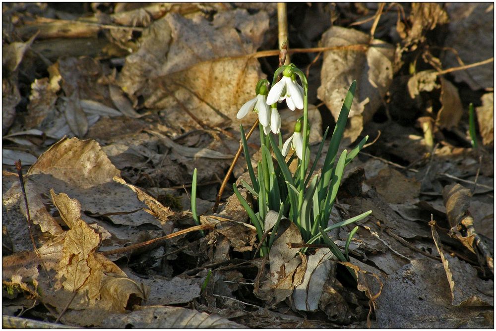 Frühling wird's