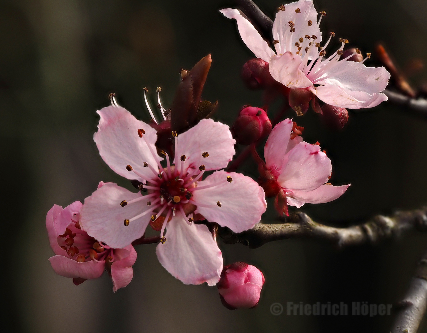 Frühling wird´s ...