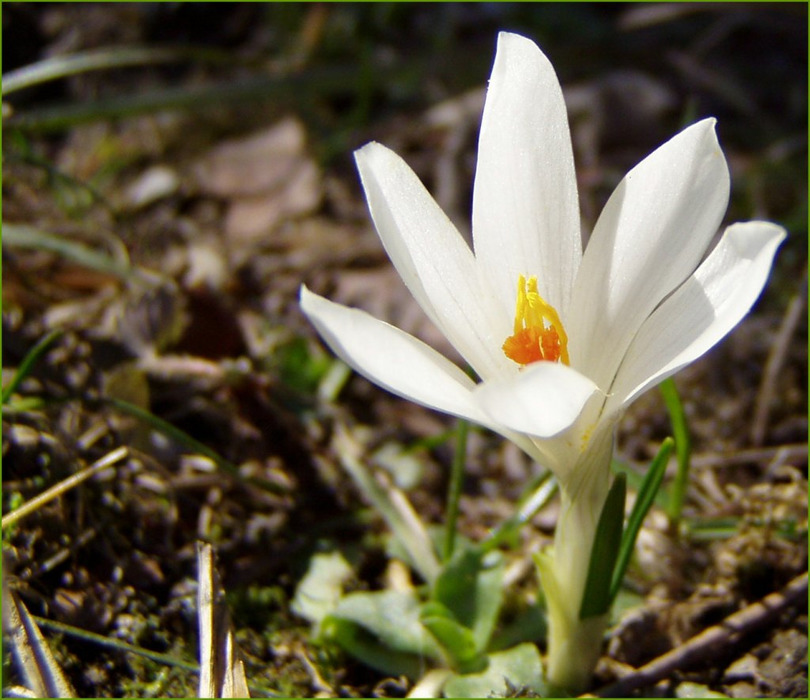 Frühling wirds...