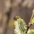 Frühling wird's