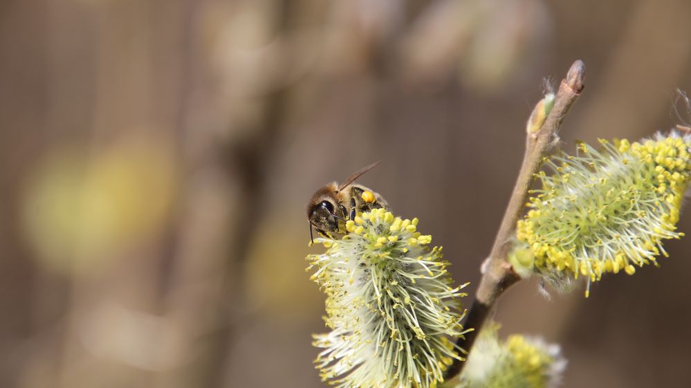 Frühling wird's