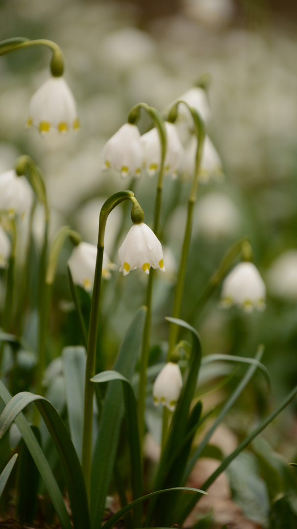 Frühling wird's