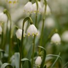 Frühling wird's