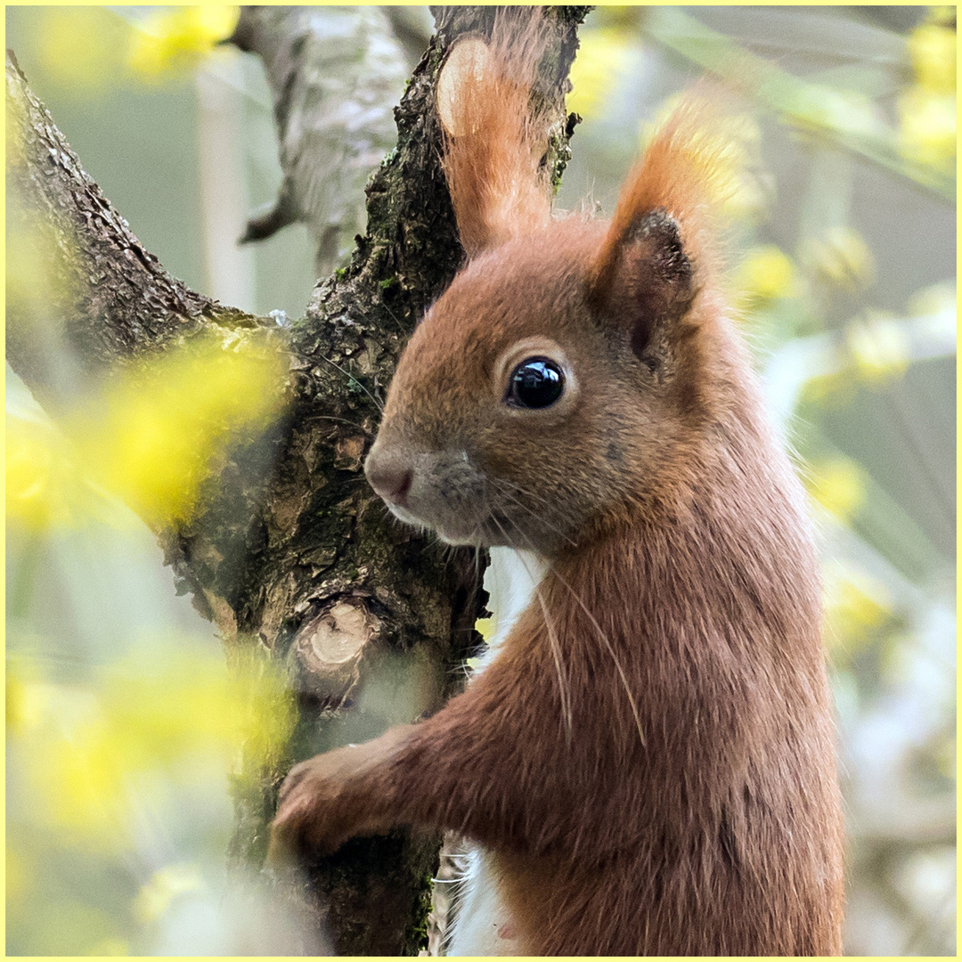 Frühling wird´s  .....