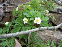 Frühling wird's, auch "im Busch!"