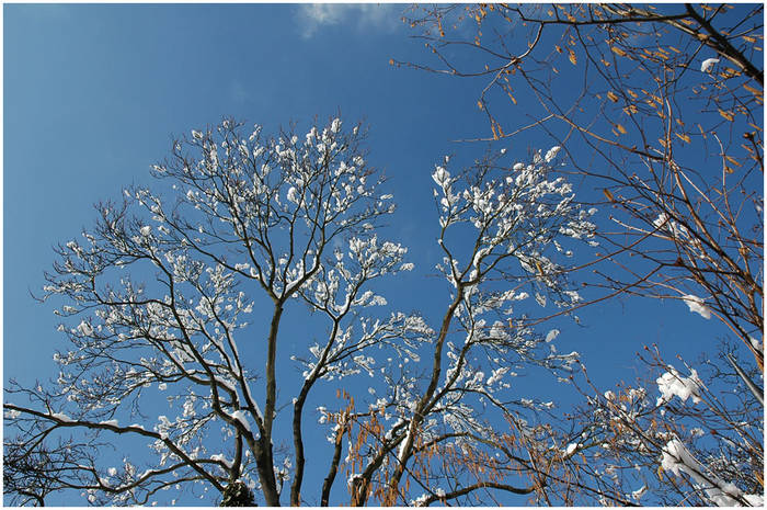 Frühling wirds bestimmt