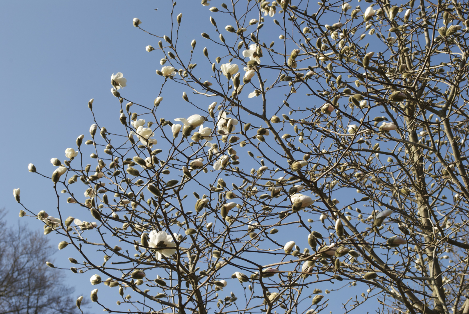 Frühling wird's