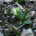 Frühling wird's ..