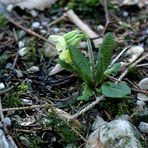 Frühling wird's ..