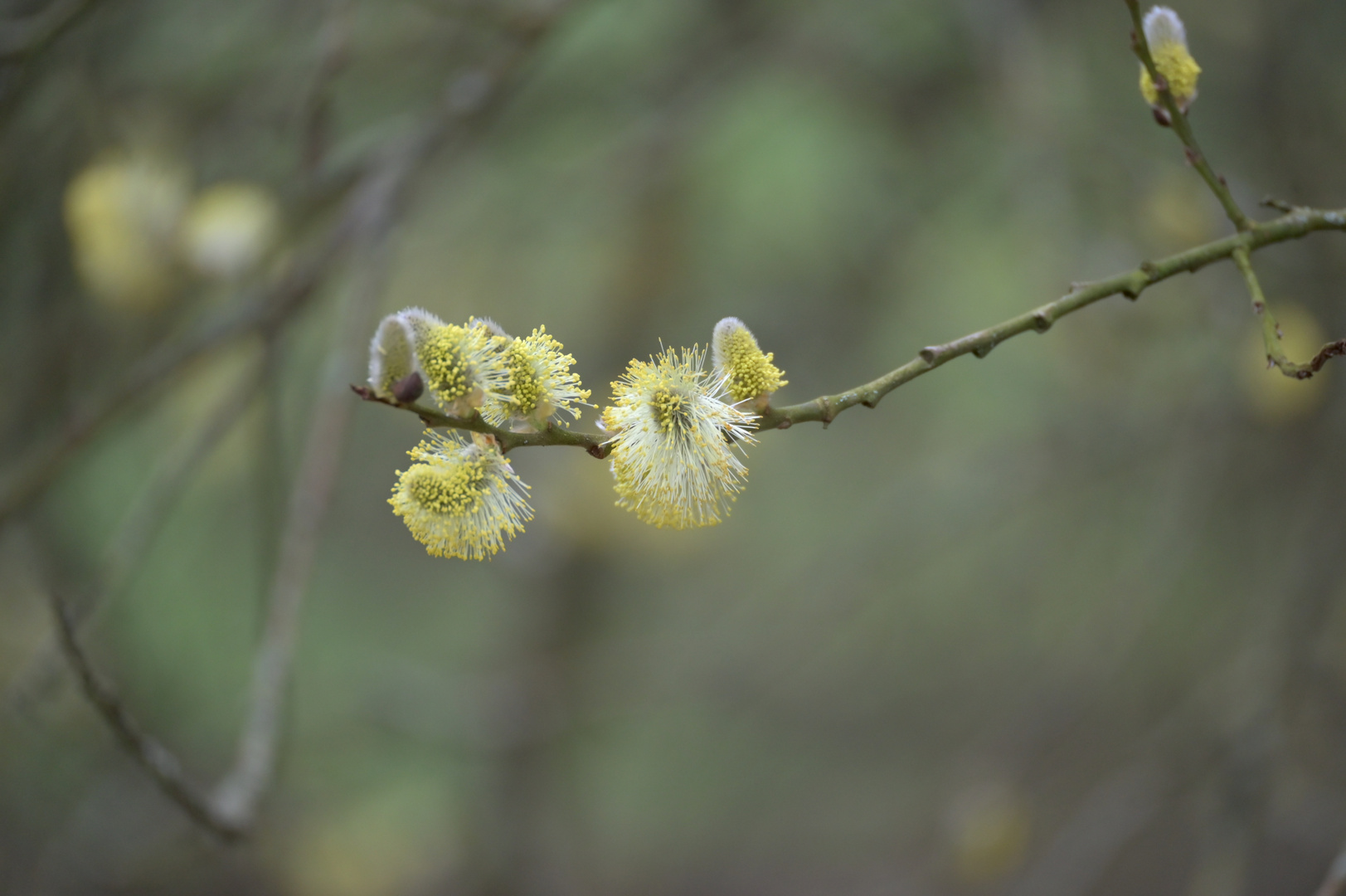 Frühling wird's....