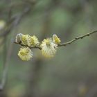 Frühling wird's....