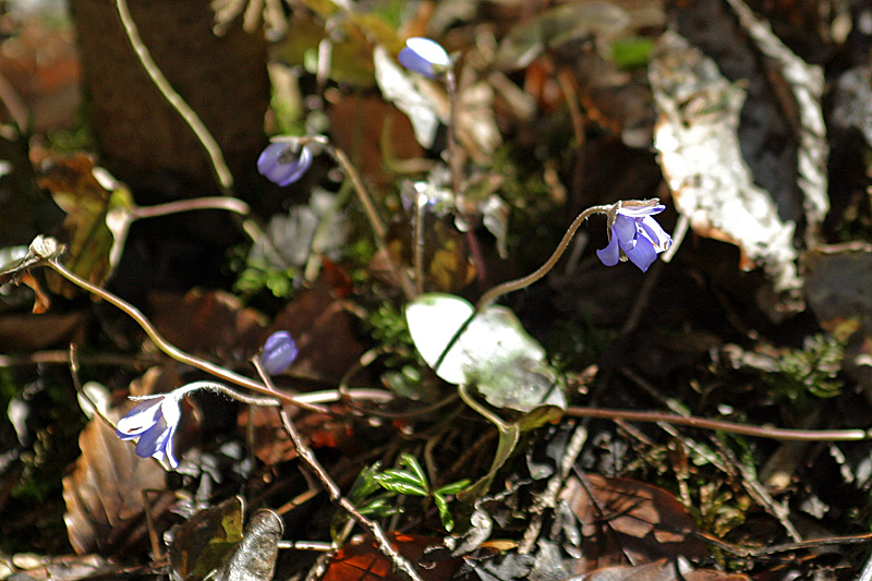 Frühling wird's .. II